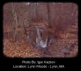 Water Filled Trail Section - Lynn Woods Trail Network